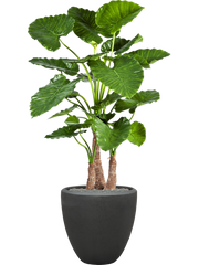 Alocasia calidora in Baq Polystone Plain Office Plant With Pot 166cm Height 41cm Dia
