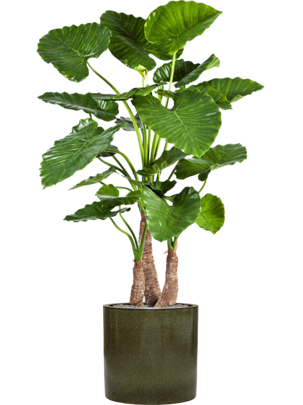 Alocasia calidora in Cylinder Office Plant With Pot 158cm Height 35cm Dia