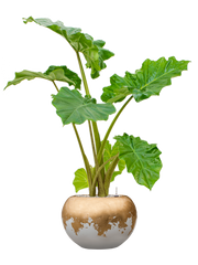 Alocasia 'Portodora' in Baq Luxe Lite Glossy Office Plant With Pot 115cm Height 25cm Dia