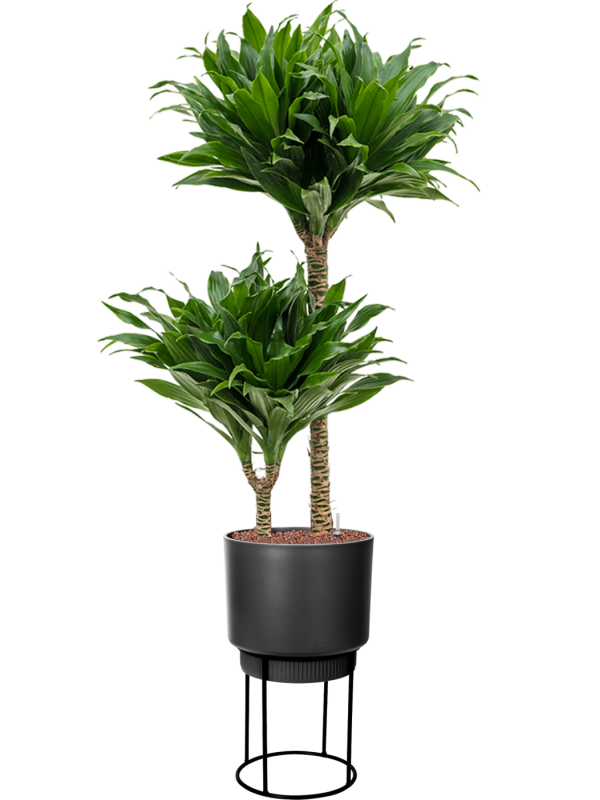 Dracaena fragrans 'Compacta' in B. For Studio Office Plant With Pot 112cm Height 18cm Dia