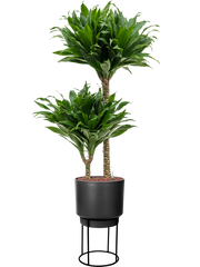 Dracaena fragrans 'Compacta' in B. For Studio Office Plant With Pot 112cm Height 18cm Dia