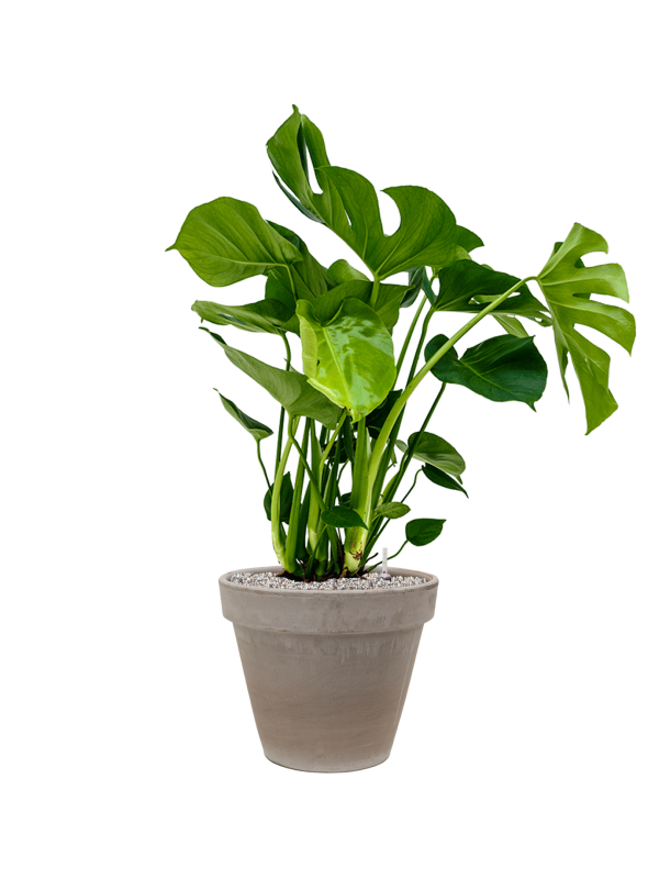 Monstera deliciosa in Terra Cotta Office Plant With Pot 98cm Height 22cm Dia