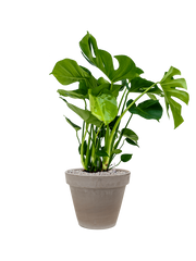Monstera deliciosa in Terra Cotta Office Plant With Pot 98cm Height 22cm Dia