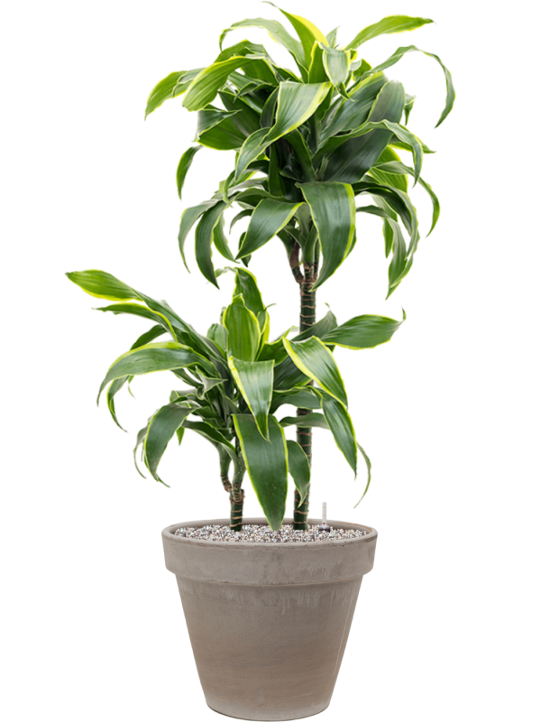 Dracaena fragrans 'Dorado' in Terra Cotta Office Plant With Pot 107cm Height 22cm Dia
