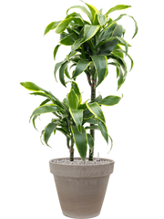 Dracaena fragrans 'Dorado' in Terra Cotta Office Plant With Pot 107cm Height 22cm Dia