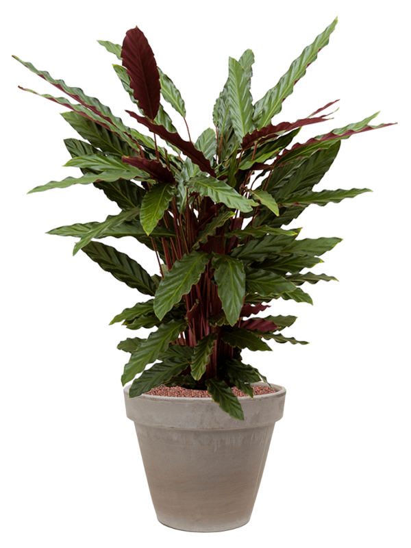 Calathea rufibarba 'Wavestar' in Terra Cotta Office Plant With Pot 102cm Height 22cm Dia