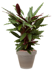 Calathea rufibarba 'Wavestar' in Terra Cotta Office Plant With Pot 102cm Height 22cm Dia