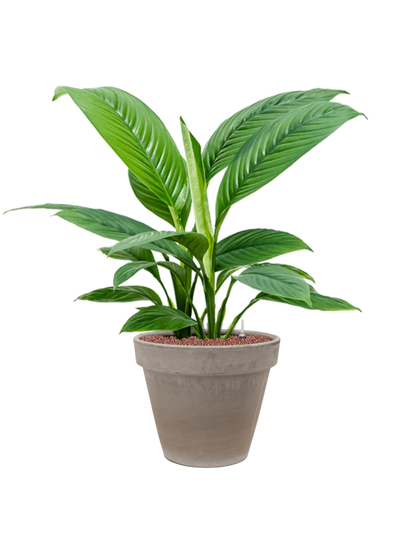 Spathiphyllum 'Sensation' in Terra Cotta Office Plant With Pot 85cm Height 22cm Dia