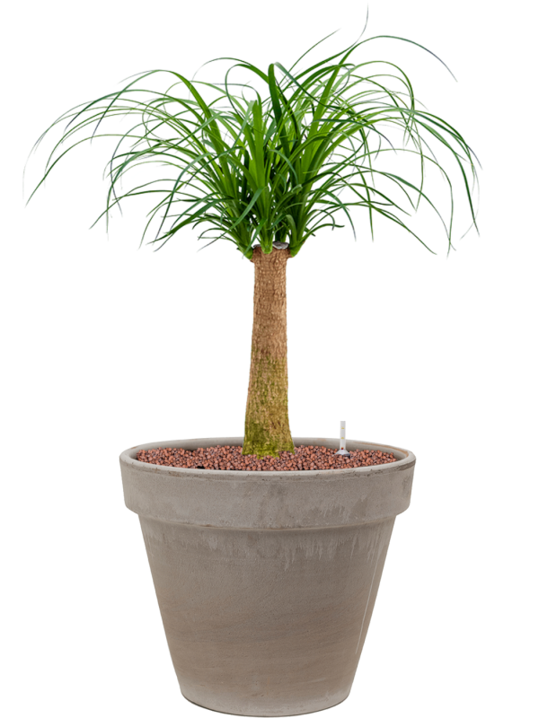 Beaucarnea recurvata in Terra Cotta Office Plant With Pot 77cm Height 22cm Dia