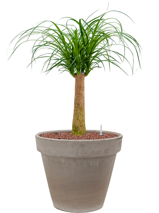 Beaucarnea recurvata in Terra Cotta Office Plant With Pot 77cm Height 22cm Dia