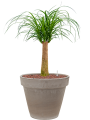Beaucarnea recurvata in Terra Cotta Office Plant With Pot 77cm Height 22cm Dia