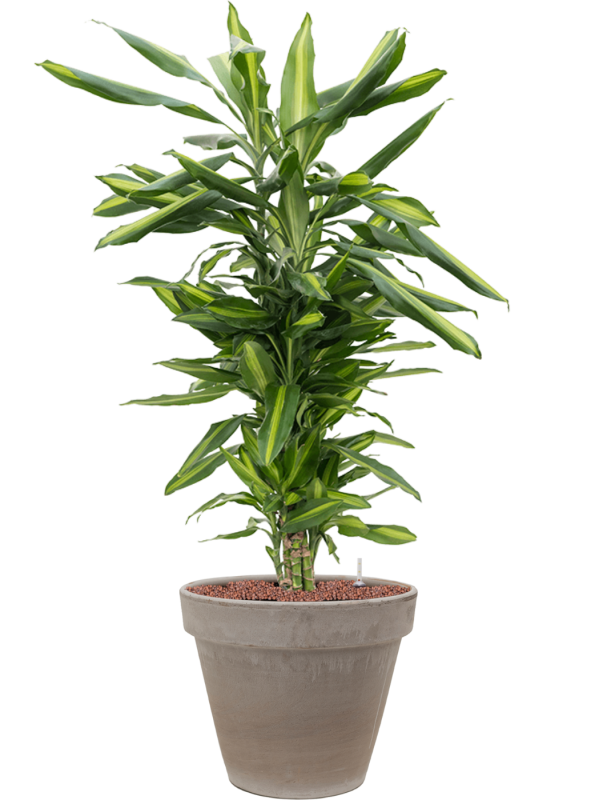 Dracaena fragrans 'Cintho in Terra Cotta Office Plant With Pot 108cm Height 22cm Dia