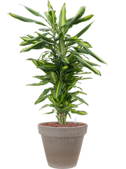 Dracaena fragrans 'Cintho in Terra Cotta Office Plant With Pot 108cm Height 22cm Dia