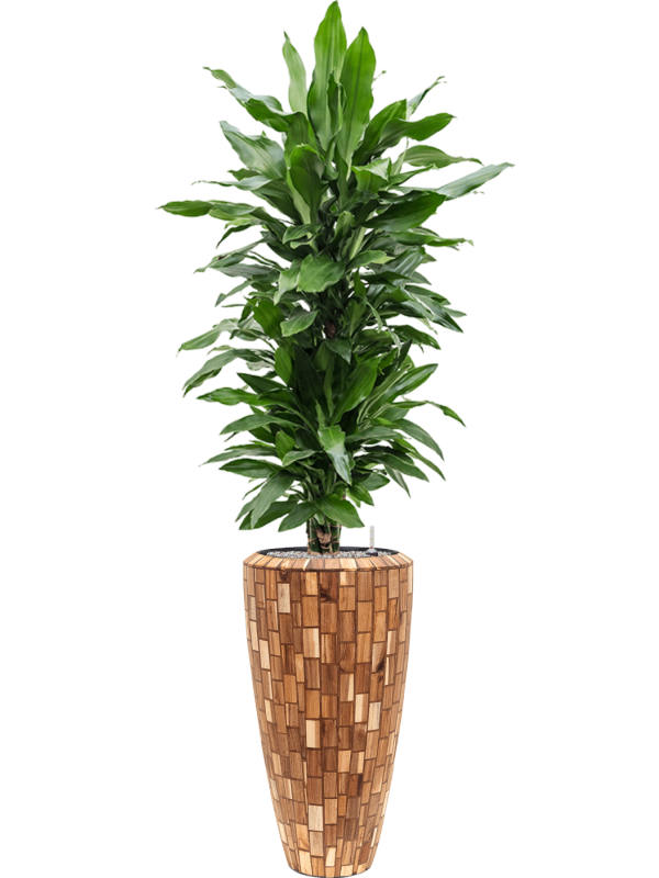 Dracaena fragrans 'Janet Lind' in Baq Facets Jenga Office Plant With Pot 186cm Height 27cm Dia