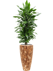 Dracaena fragrans 'Janet Lind' in Baq Facets Jenga Office Plant With Pot 186cm Height 27cm Dia