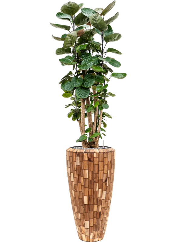 Aralia (polyscias) fabian in Baq Facets Jenga Office Plant With Pot 177cm Height 27cm Dia