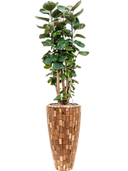 Aralia (polyscias) fabian in Baq Facets Jenga Office Plant With Pot 177cm Height 27cm Dia