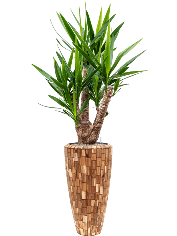 Yucca elephantipes in Baq Facets Jenga Office Plant With Pot 178cm Height 27cm Dia