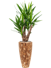 Yucca elephantipes in Baq Facets Jenga Office Plant With Pot 178cm Height 27cm Dia