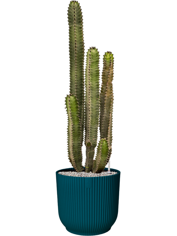 Euphorbia canariensis in Vibes Fold Office Plant With Pot 108cm Height 34cm Dia