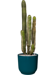 Euphorbia canariensis in Vibes Fold Office Plant With Pot 108cm Height 34cm Dia