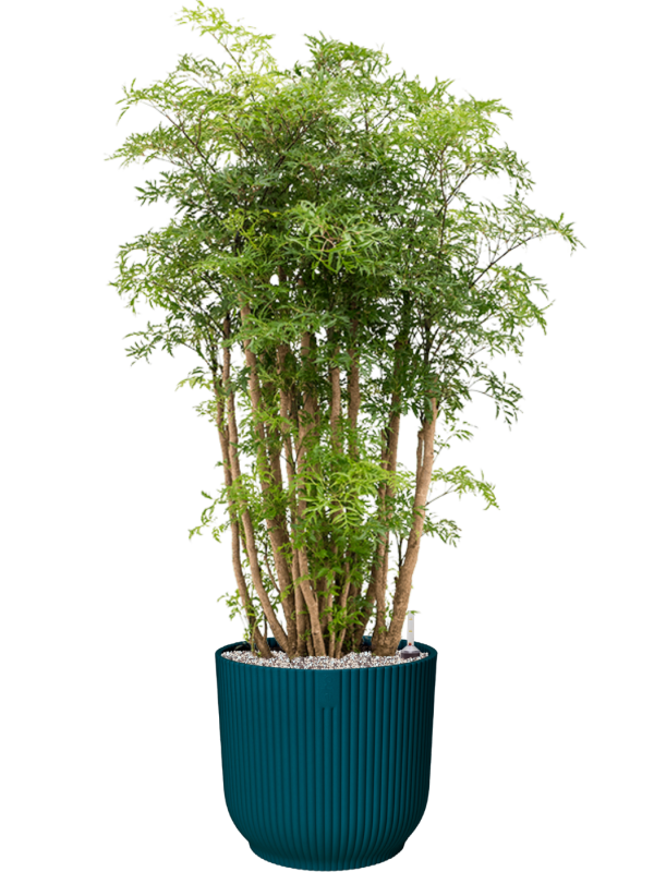 Aralia (Polyscias) 'Ming' in Vibes Fold Office Plant With Pot 117cm Height 34cm Dia