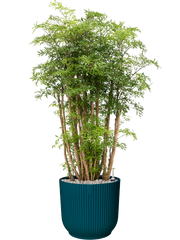 Aralia (Polyscias) 'Ming' in Vibes Fold Office Plant With Pot 117cm Height 34cm Dia