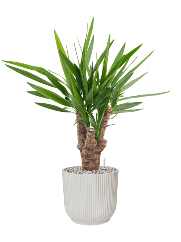 Yucca elephantipes in Vibes Fold Office Plant With Pot 80cm Height 24cm Dia