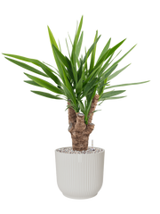 Yucca elephantipes in Vibes Fold Office Plant With Pot 80cm Height 24cm Dia