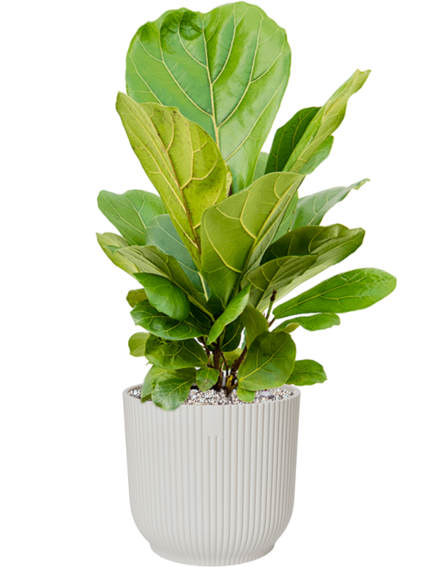 Ficus lyrata in Vibes Fold Office Plant With Pot 69cm Height 24cm Dia