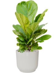 Ficus lyrata in Vibes Fold Office Plant With Pot 69cm Height 24cm Dia