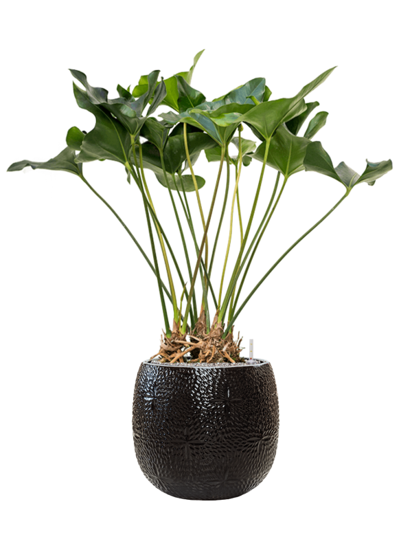 Anthurium 'Arrow' in Marly Office Plant With Pot 121cm Height 31cm Dia