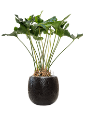 Anthurium 'Arrow' in Marly Office Plant With Pot 121cm Height 31cm Dia