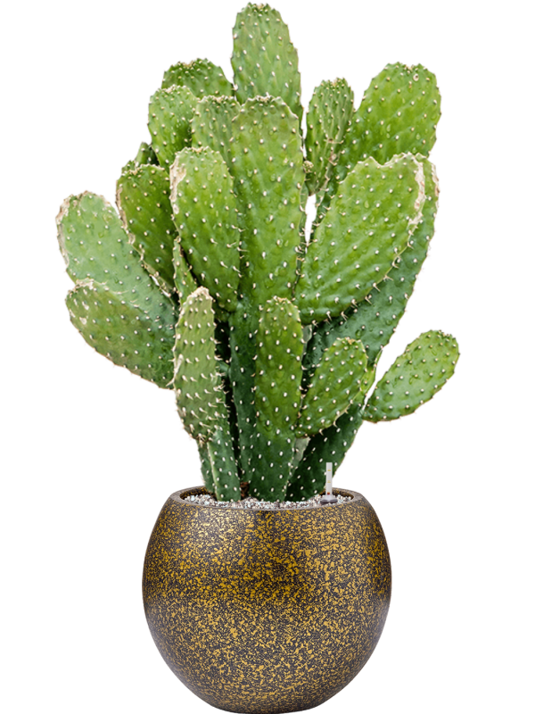 Opuntia consolea in Capi Lux Terrazzo Office Plant With Pot 78cm Height 23cm Dia