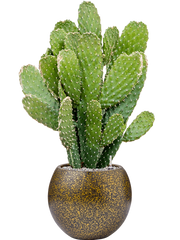 Opuntia consolea in Capi Lux Terrazzo Office Plant With Pot 78cm Height 23cm Dia