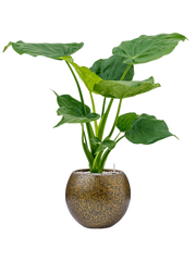 Alocasia cucullata in Capi Lux Terrazzo Office Plant With Pot 82cm Height 23cm Dia