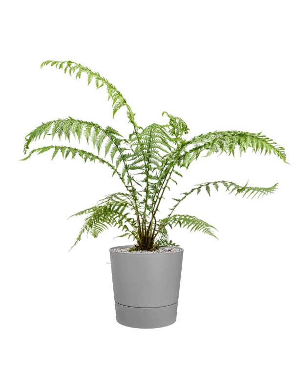 Dicksonia antarctica in Greensense Aqua Care Office Plant With Pot 92cm Height 28.5cm Dia