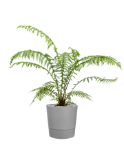 Dicksonia antarctica in Greensense Aqua Care Office Plant With Pot 92cm Height 28.5cm Dia