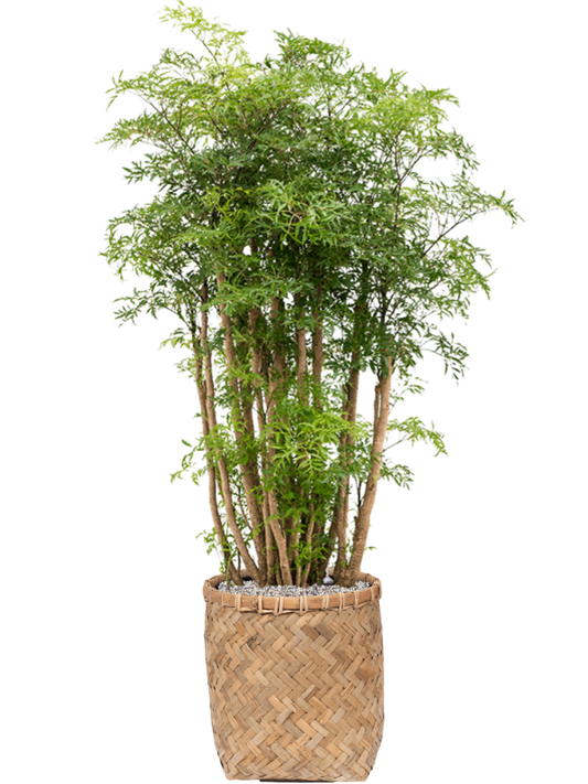 Aralia (Polyscias) 'Ming' in Bohemian Office Plant With Pot 117cm Height 30cm Dia
