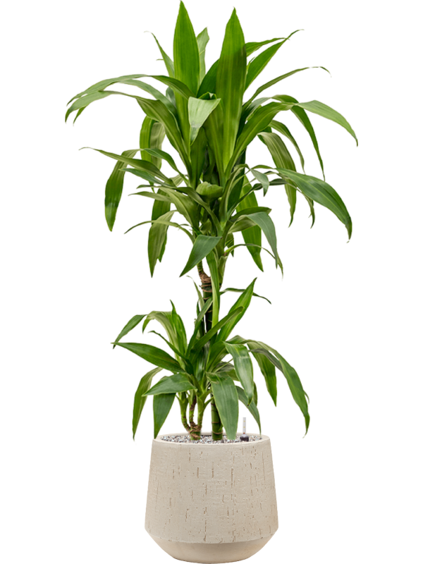 Dracaena fragrans 'Janet Craig' in Baq Raindrop Office Plant With Pot 114cm Height 22cm Dia