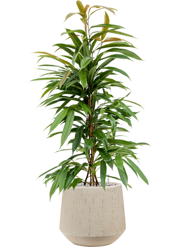 Ficus binnendijkii 'Amstel King' in Baq Raindrop Office Plant With Pot 97cm Height 22cm Dia