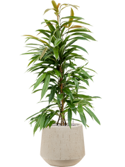 Ficus binnendijkii 'Amstel King' in Baq Raindrop Office Plant With Pot 97cm Height 22cm Dia