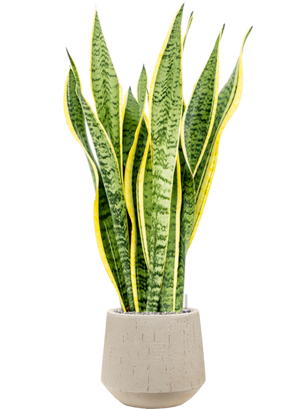 Sansevieria trifasciata 'Laurentii' in Baq Raindrop Office Plant With Pot 103cm Height 22cm Dia