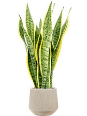 Sansevieria trifasciata 'Laurentii' in Baq Raindrop Office Plant With Pot 103cm Height 22cm Dia