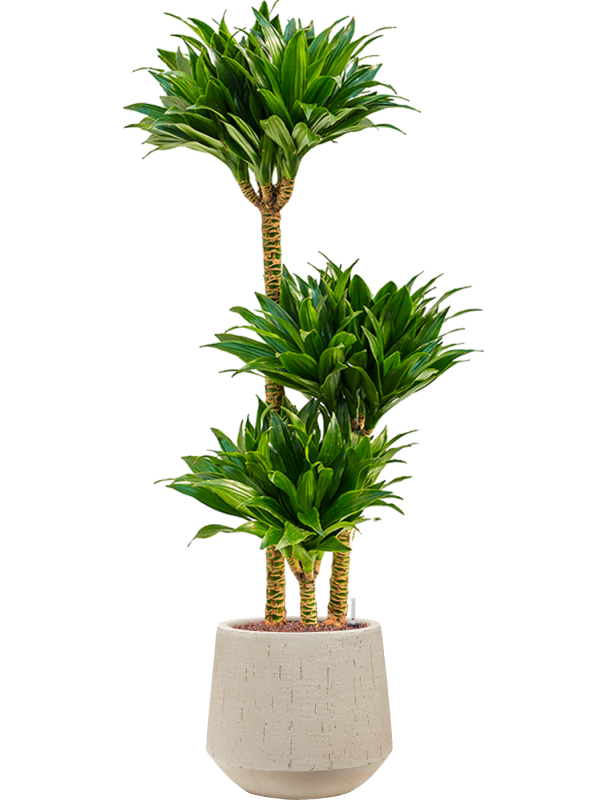 Dracaena fragrans 'Compacta' in Baq Raindrop Office Plant With Pot 115cm Height 22cm Dia