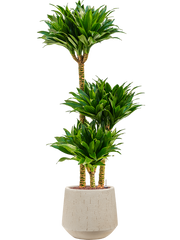 Dracaena fragrans 'Compacta' in Baq Raindrop Office Plant With Pot 115cm Height 22cm Dia