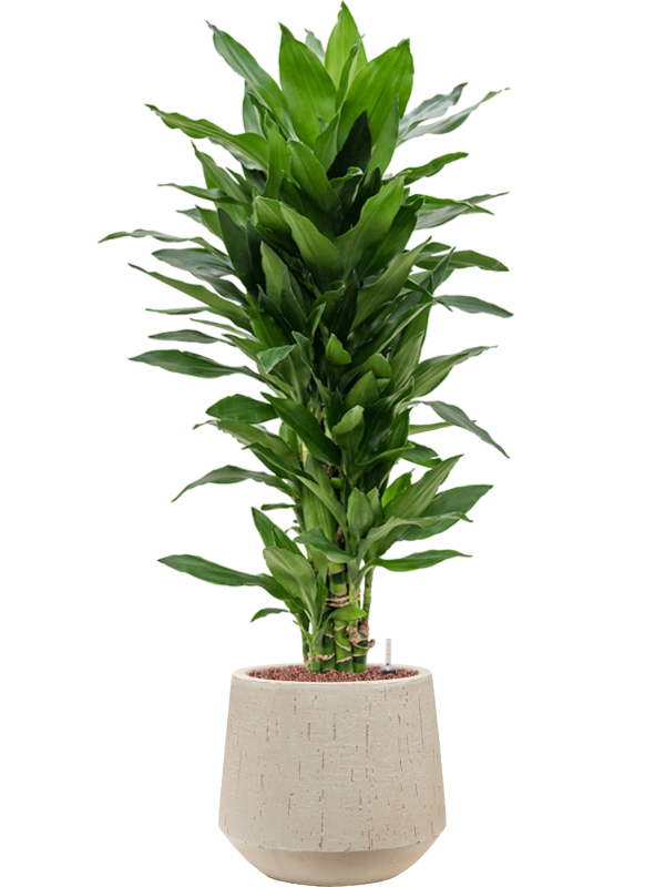 Dracaena fragrans 'Janet Lind' in Baq Raindrop Office Plant With Pot 104cm Height 22cm Dia