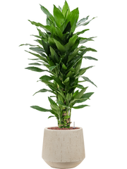 Dracaena fragrans 'Janet Lind' in Baq Raindrop Office Plant With Pot 104cm Height 22cm Dia