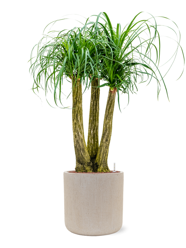 Beaucarnea recurvata in Baq Raindrop Office Plant With Pot 139cm Height 37cm Dia