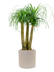 Beaucarnea recurvata in Baq Raindrop Office Plant With Pot 139cm Height 37cm Dia
